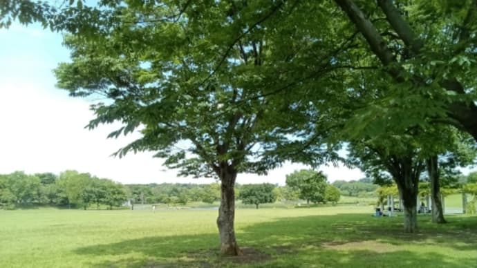 【祝3500回】新緑の気持ち良い季節