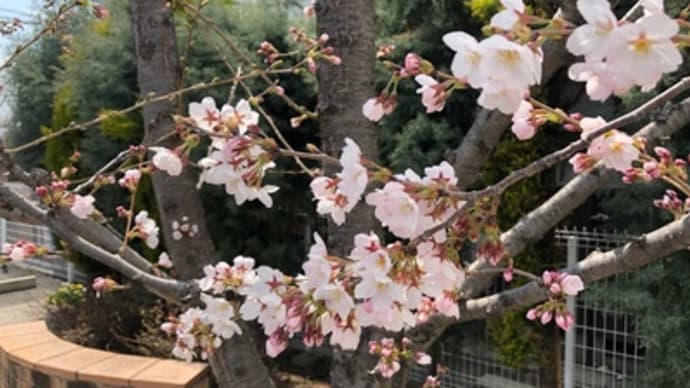 病院前の桜、開花