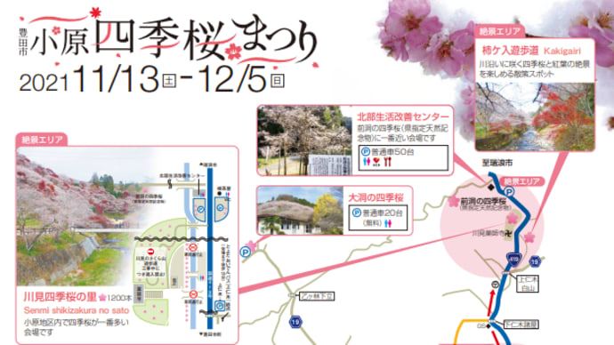 紅葉と四季桜の共演　小原②