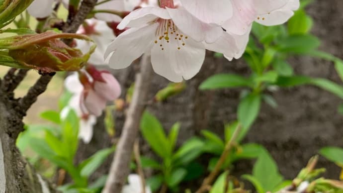 小雨の桜