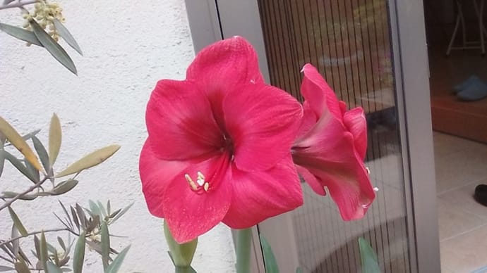 みちこガーデン、アマリリスが見頃になりました(*^-^*)