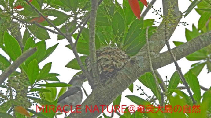 リュウキュウサンショウクイは雛に何を与えるか その4
