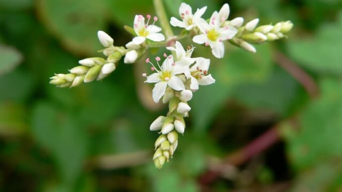 秋の花:赤地利蕎麦