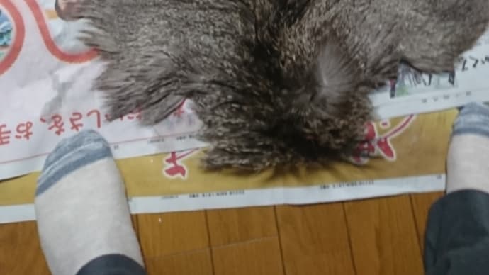 鹿の革なめし