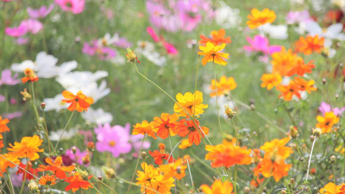 秋桜、里山ハロウィン