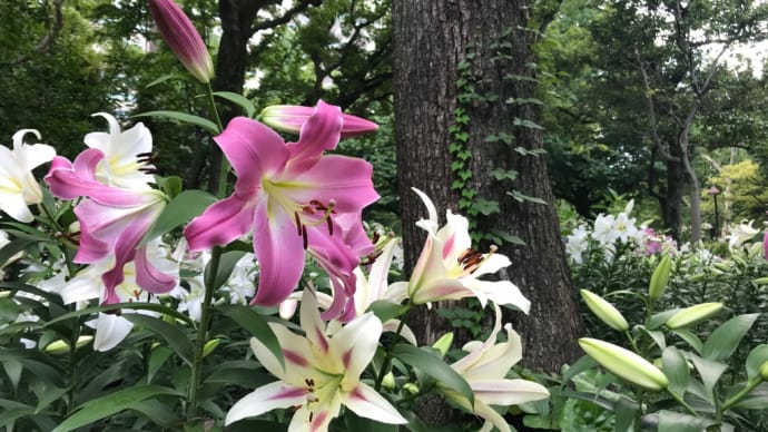 インスタ映え間違いナシ❣️日比谷公園の百合 パート2