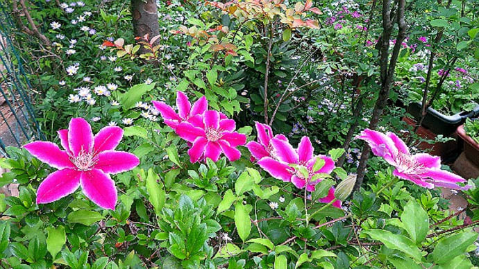 庭の花(5月)クレマチス、ムラサキツユクサ、ゲラニューム、他。