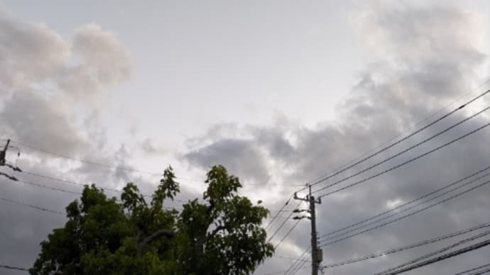 台風画去って犬の散歩