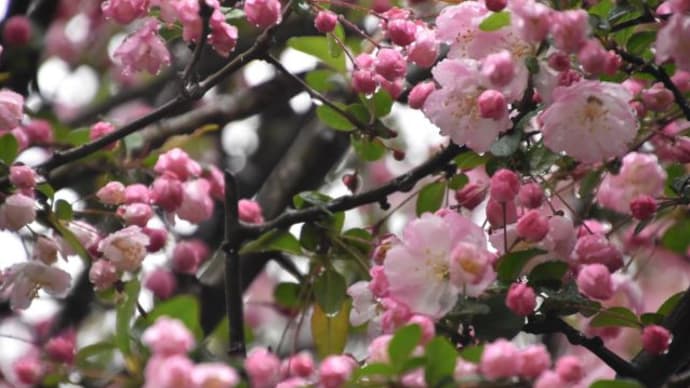雨降りのソメイヨシノ　桜が満開　　　1