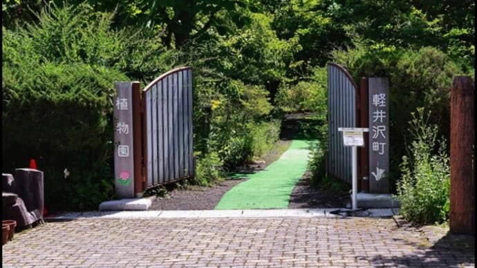 「軽井沢町植物園」クリンソウ・他