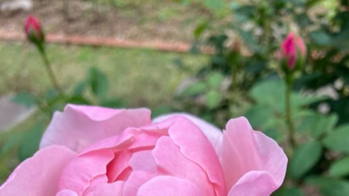 ピンクの薔薇