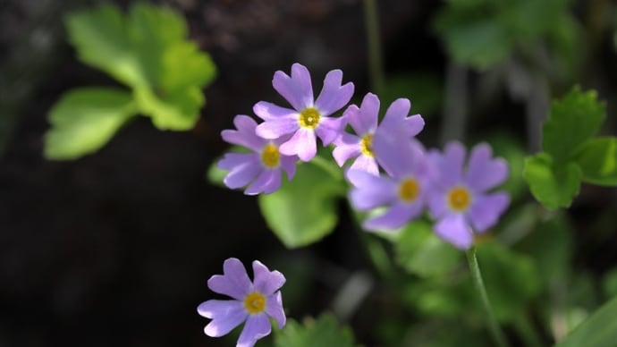 Florete Flores