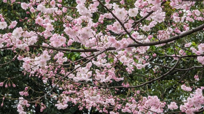 葛西・総合レクリエーション公園 いま咲いている花