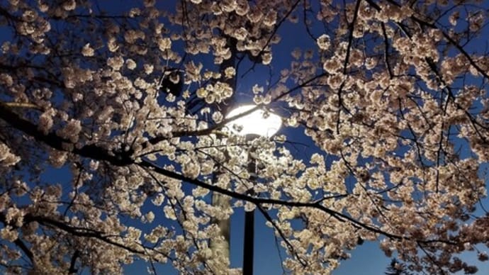 夜桜まいり