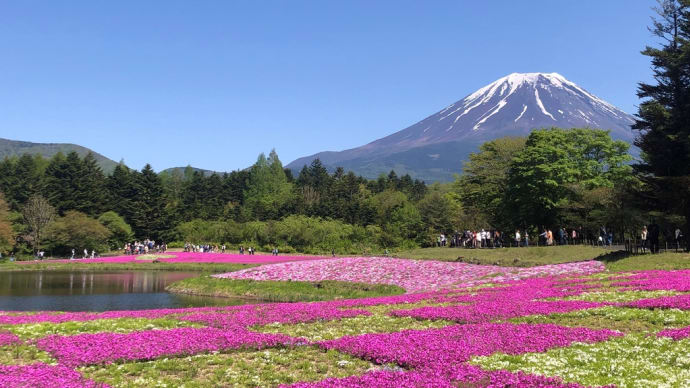 バスツアーで富士山と芝桜を観に