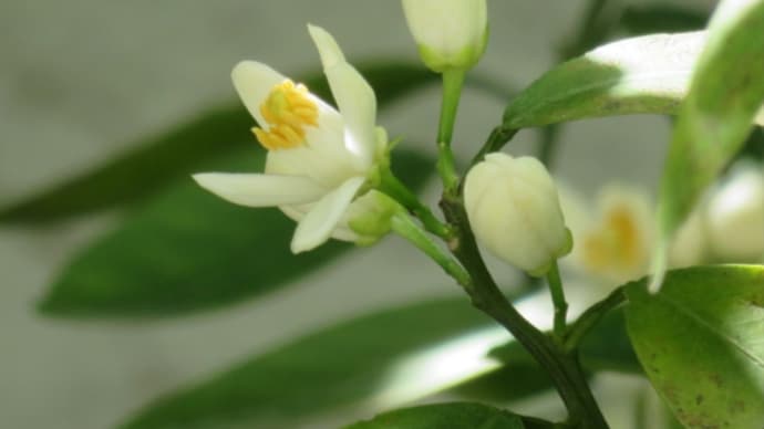 これまでよく見ていなかったミカンの花