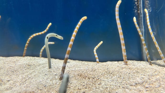 サンピアザ水族館 チンアナゴ