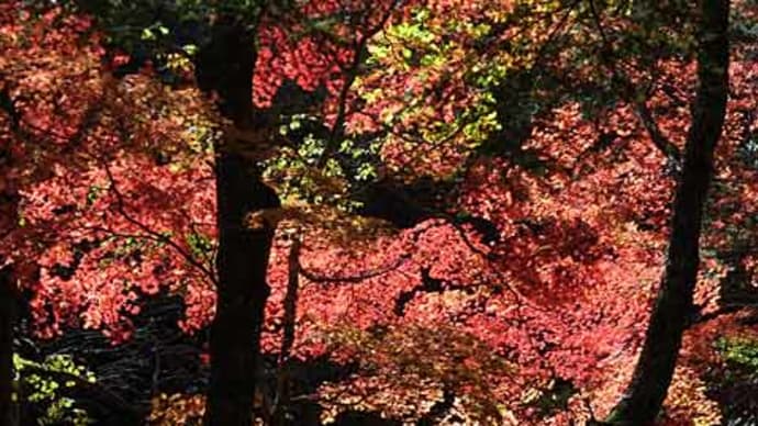 通仙峡、紅葉狩り