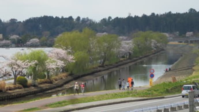 桜めぐり（５）：千波湖