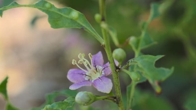まだ咲いていたクコの花