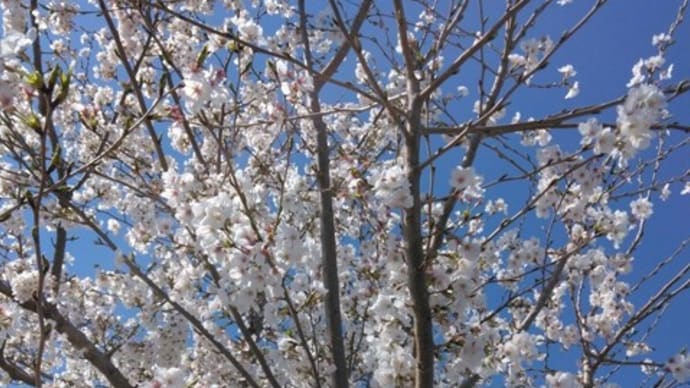 学習センターの桜あれこれ