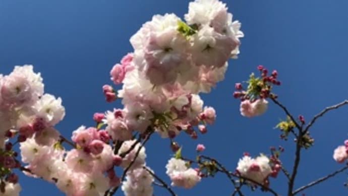 桜と藤の花  