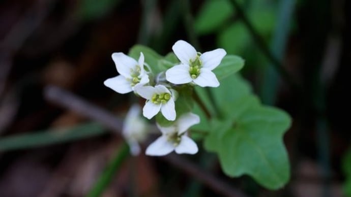 南関東 里山 春の花