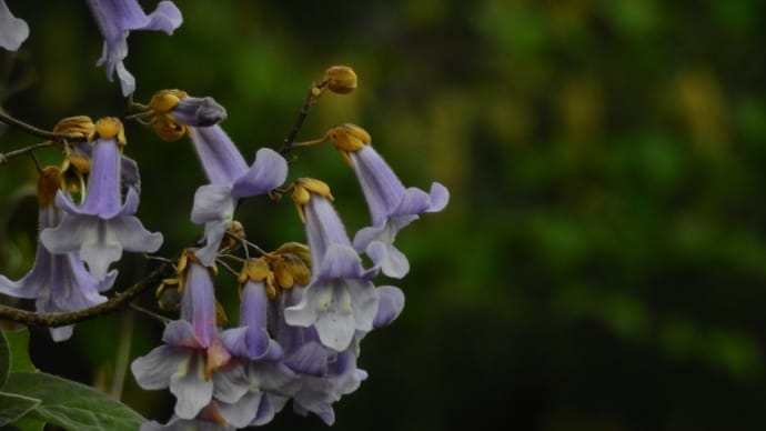 桐の花を初めて撮った