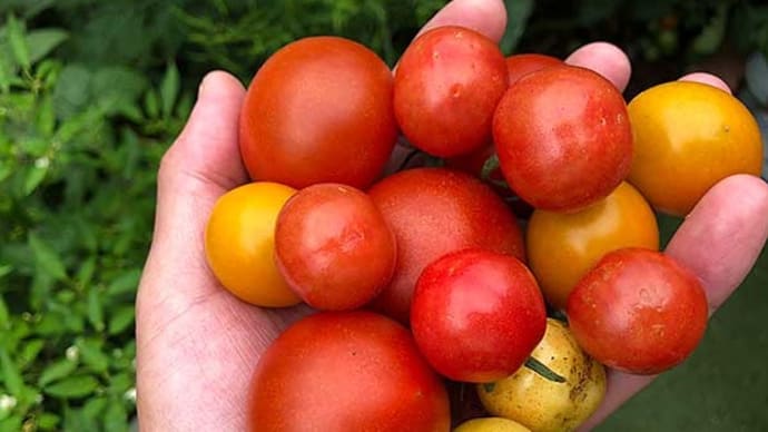 いよいよトマトの収穫本番！