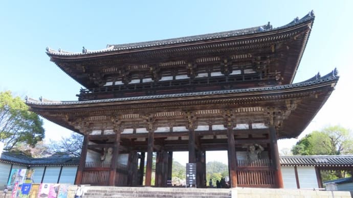 仁和寺の御室桜2024
