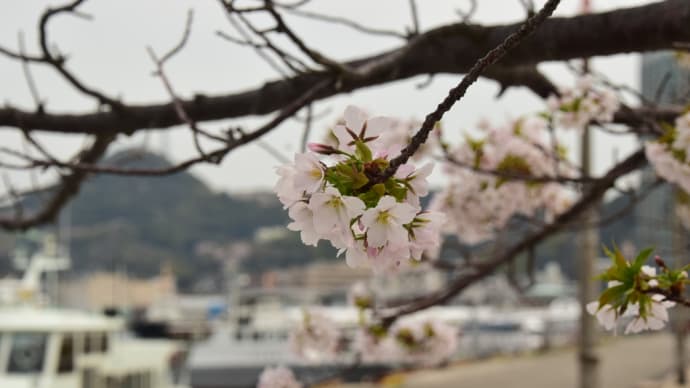 門司港船溜まり地区・・桜の花と巡視艇と関門橋