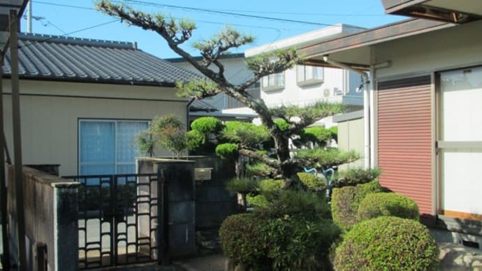 庭木剪定中