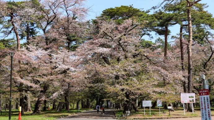 大宮公園桜開花速報(2024.4.14)
