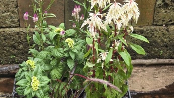 涼しかったので植え付けと除草