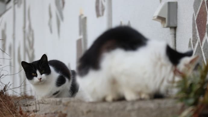 外飼い猫の社会化(1)~ 2020年秋生まれハードボイルドな奴ら♡