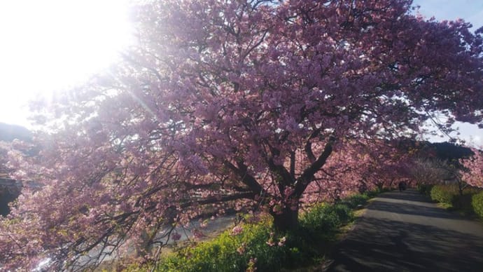 開花情報~みなみの桜と菜の花まつり~