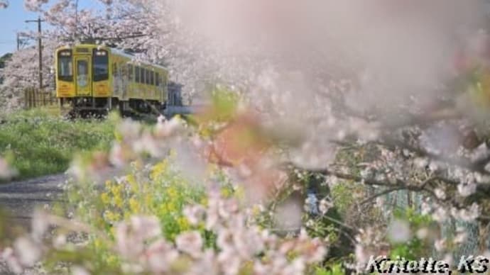 桜と天浜線、其の三