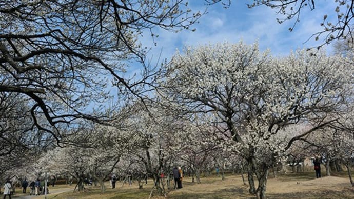 満開の梅の花!!