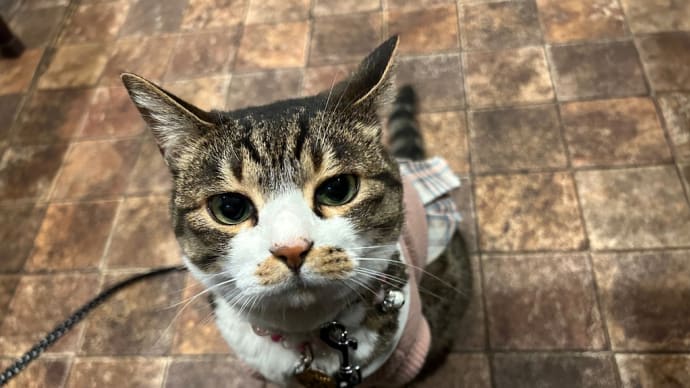 看板猫がいるお店で猫飲み はやちゃんち 1 (2305)