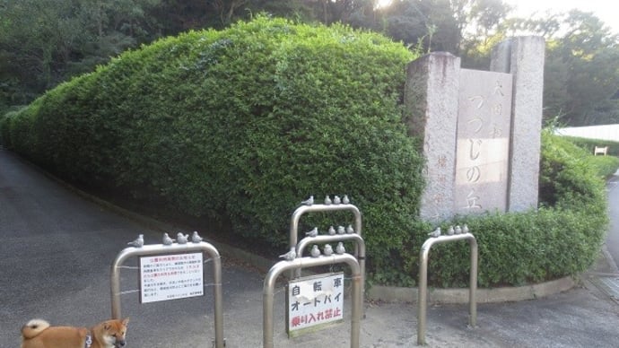 新規感染者が減り施設一部再開!つつじの丘でお散歩