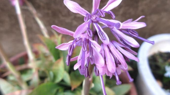 今日の花(ショウジョウバカマ)