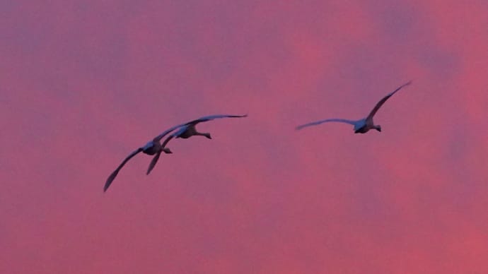  夕焼け空 ⑧大沼の白鳥・水鳥