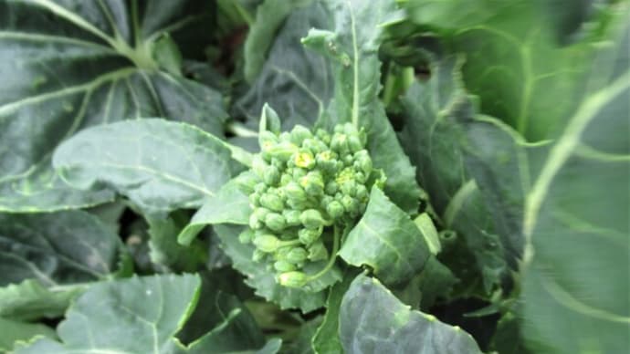仙台雪菜の茎立ち菜を穫り始める