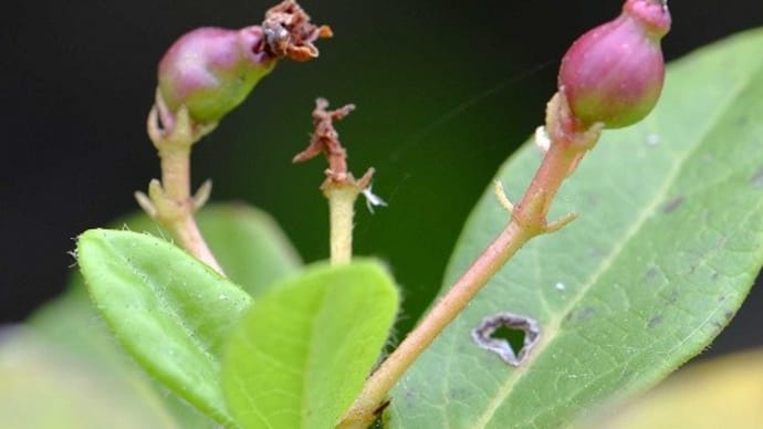鉢植えの「トキワガマズミ・イブプラス」(2) 秋の果実