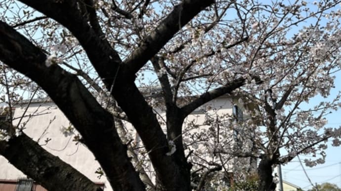 城南荘の桜 これからです