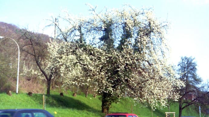 ドイツの桜