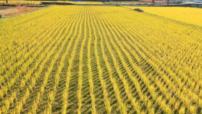 ふるさと村・散歩日和