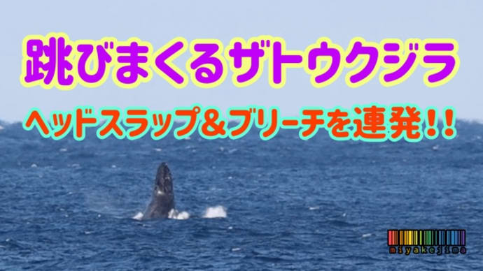 跳びまくるザトウクジラ