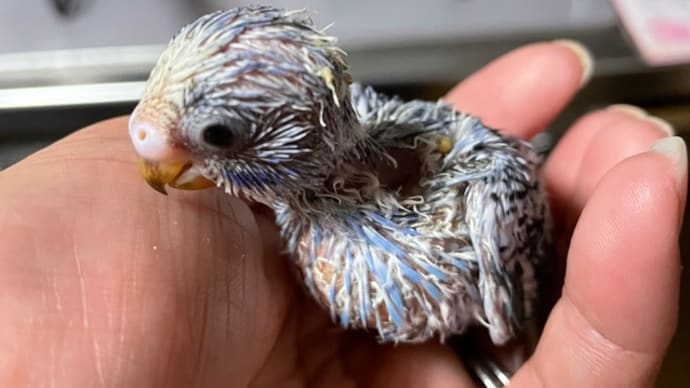 インコをお迎えした