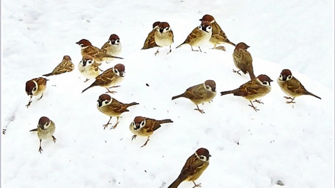 19㌢の積雪をものともせず餌台に群がり、食べ終わってサラサドウダンの樹冠で憩うスズメたち